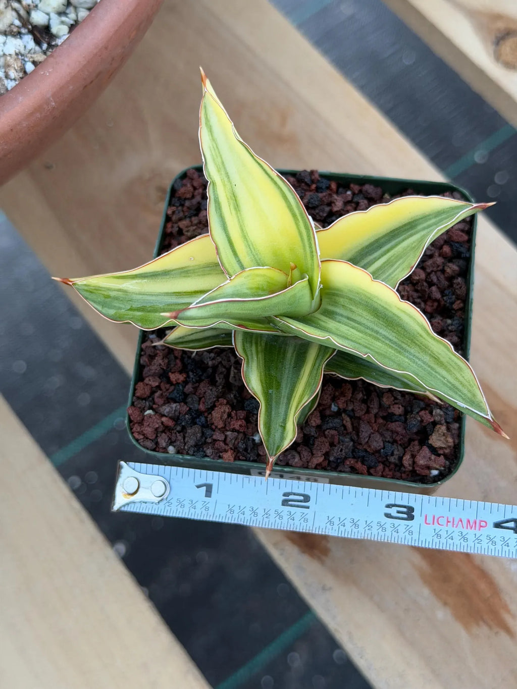 Variegated Sansevieria Lavranos 23251 #148 | Rare Snake Plant | Live Houseplant