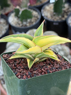 Variegated Sansevieria Lavranos 23251 #148 | Rare Snake Plant | Live Houseplant