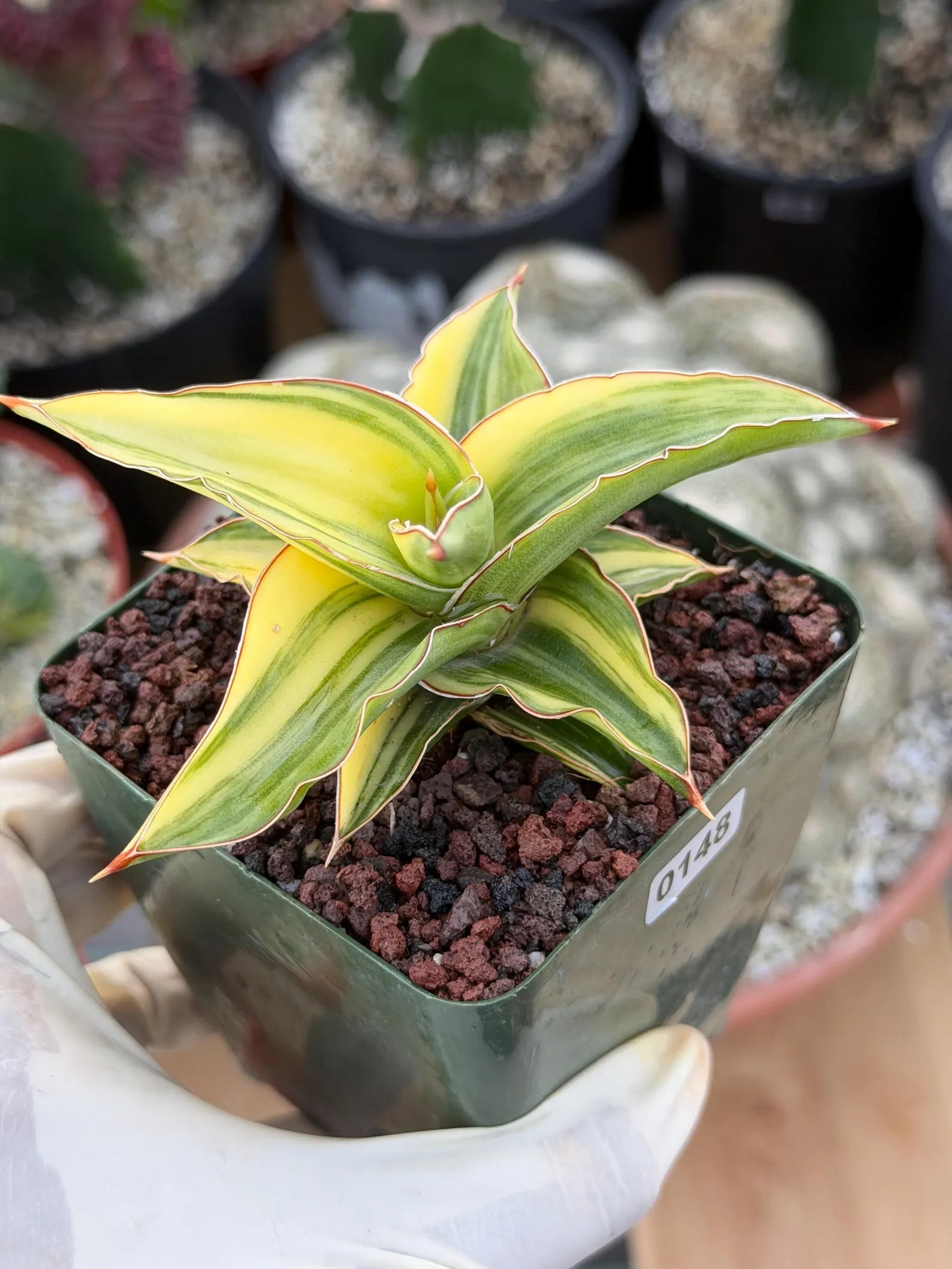 Variegated Sansevieria Lavranos 23251 #148 | Rare Snake Plant | Live Houseplant