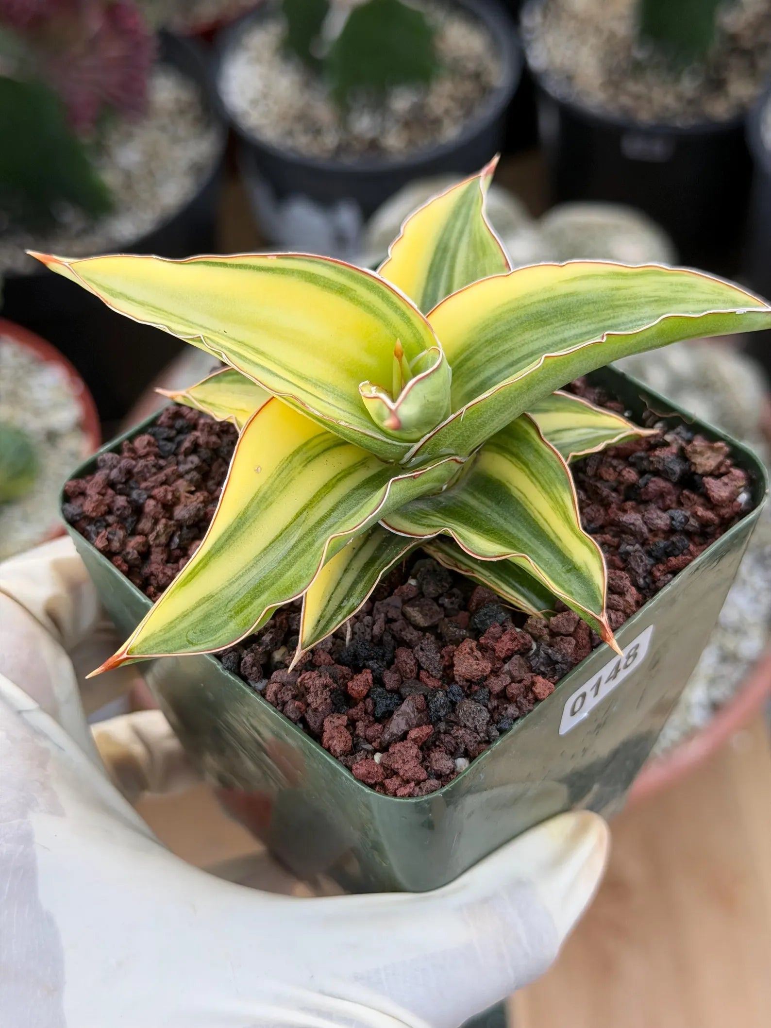 Variegated Sansevieria Lavranos 23251 #148 | Rare Snake Plant | Live Houseplant