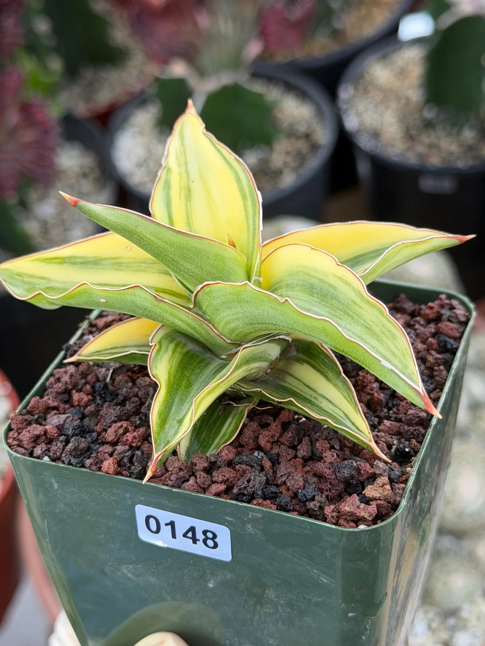 Variegated Sansevieria Lavranos 23251 #148 | Rare Snake Plant | Live Houseplant