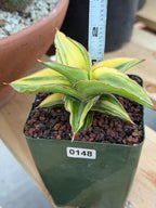 Variegated Sansevieria Lavranos 23251 #148 | Rare Snake Plant | Live Houseplant