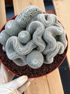 Crested Mammillaria Perbella | Rare Live Cactus | 8" Pot | #212