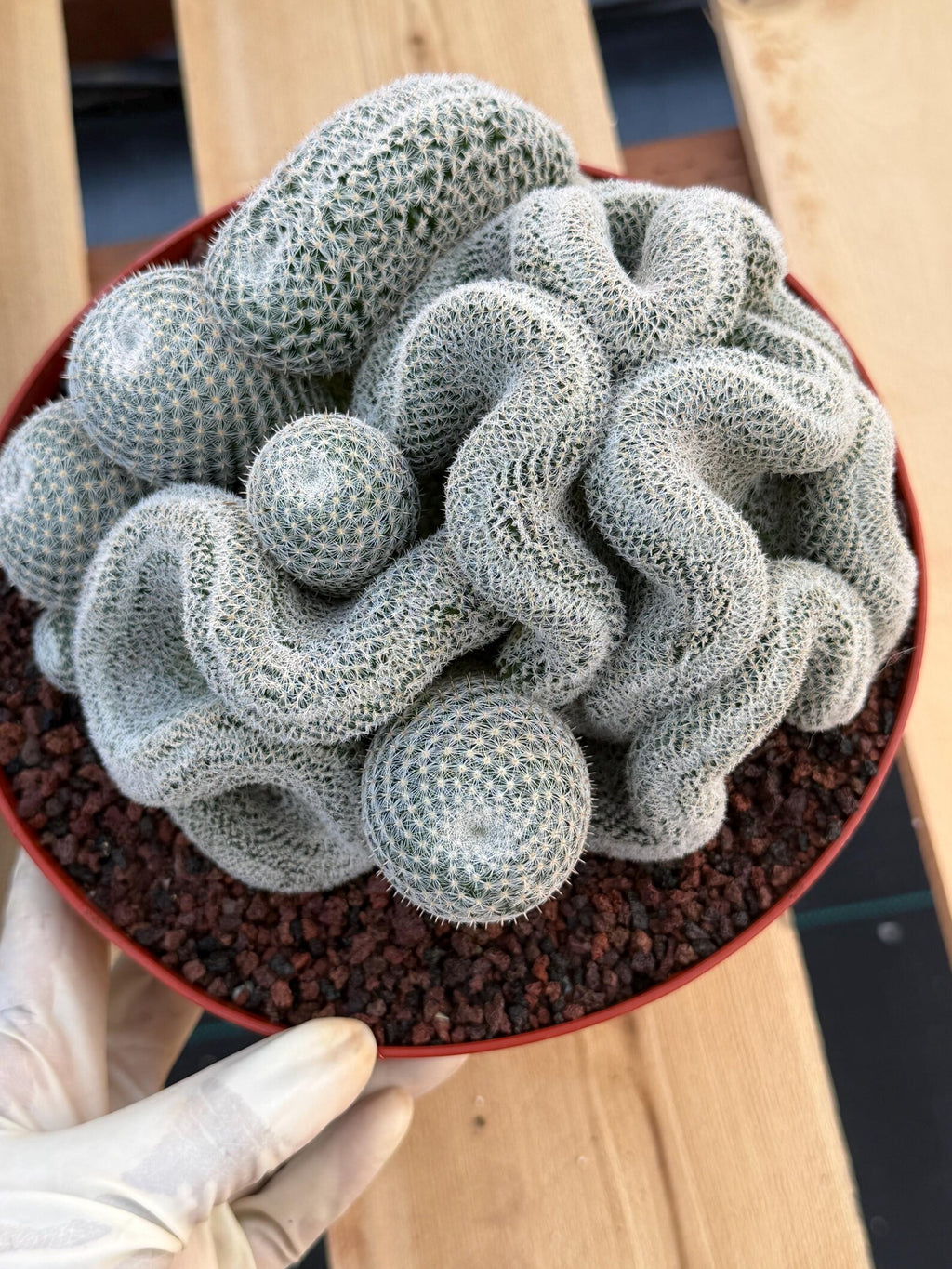 Crested Mammillaria Perbella | Rare Live Cactus | 8" Pot | #212