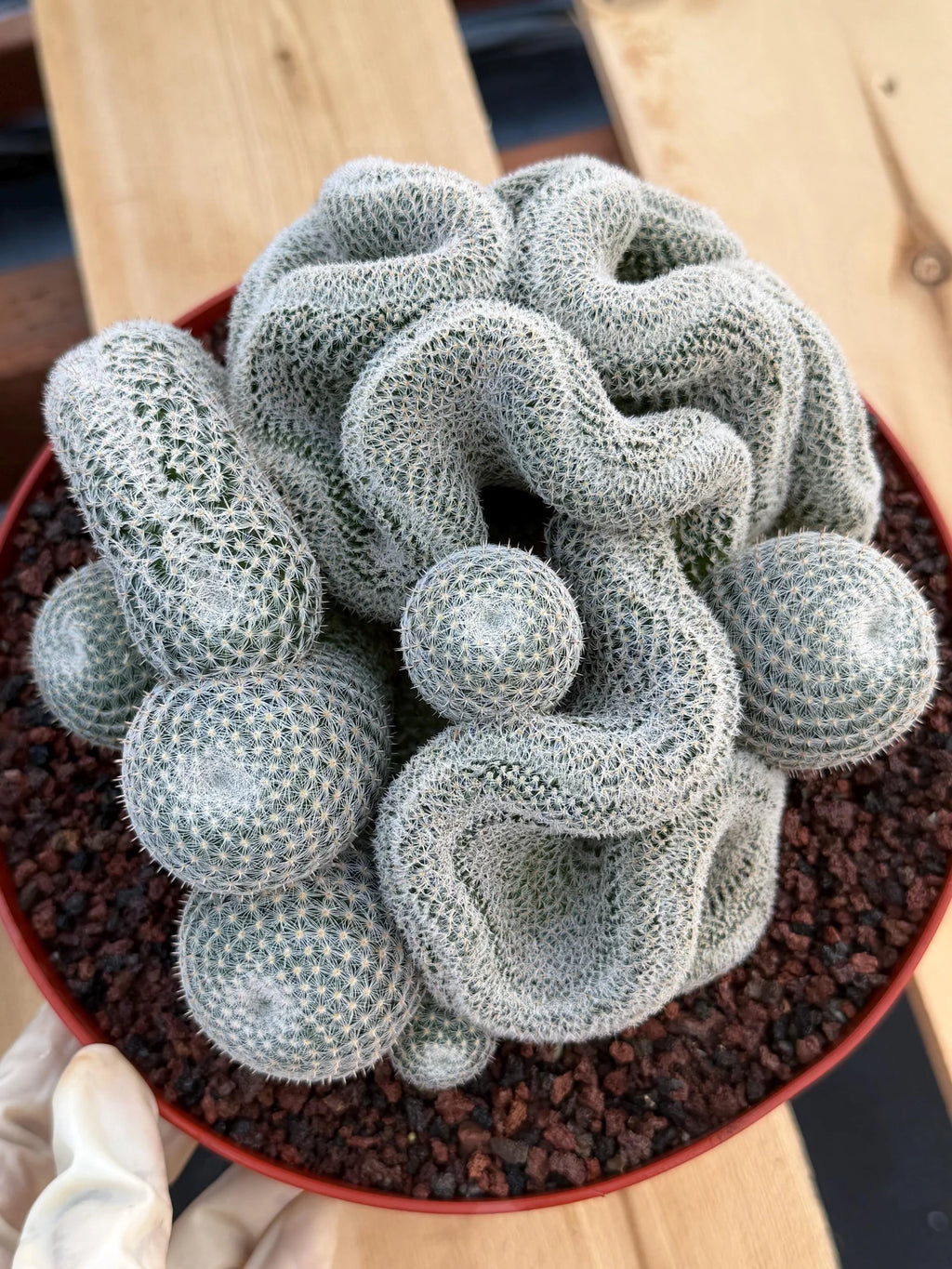 Crested Mammillaria Perbella | Rare Live Cactus | 8" Pot | #212