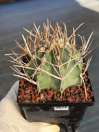 Astrophytum Capricorne Buffalo Thick Spine Rare Cactus – Seed Grown #769