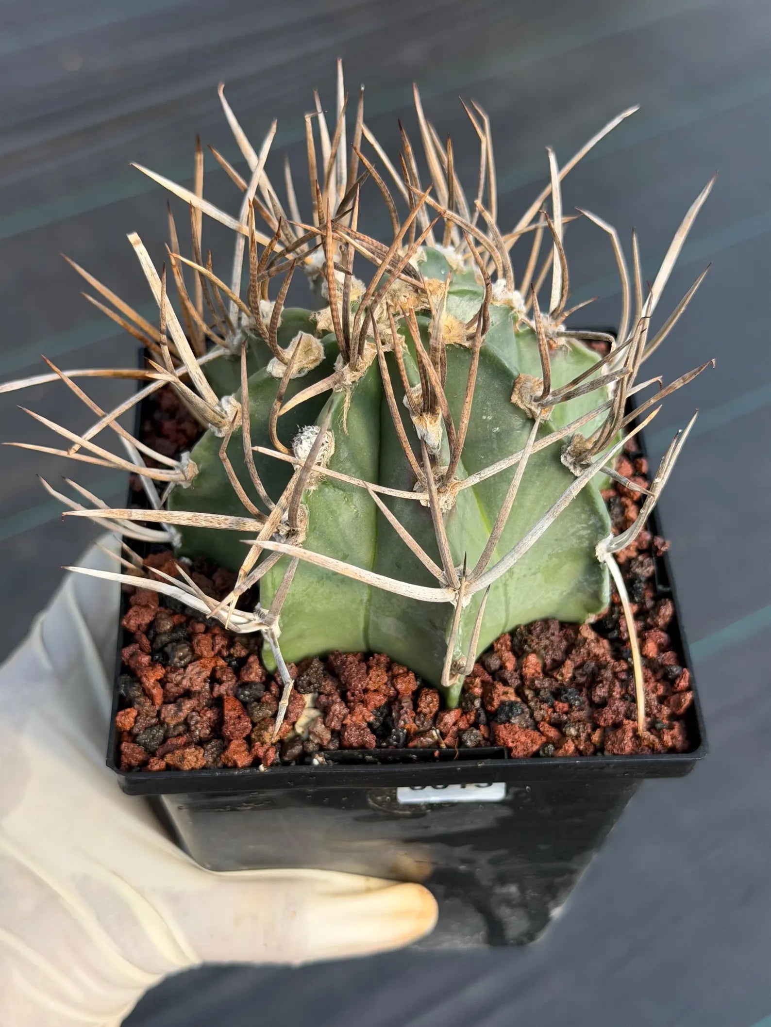 Astrophytum Capricorne Buffalo Thick Spine Rare Cactus – Seed Grown #769