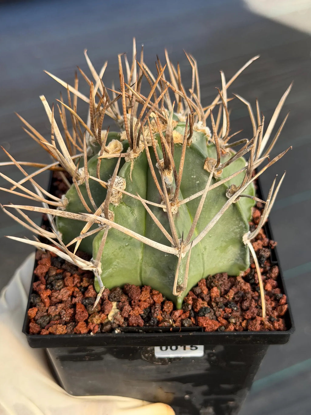 Astrophytum Capricorne Buffalo Thick Spine Rare Cactus – Seed Grown #769