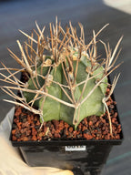 Astrophytum Capricorne Buffalo Thick Spine Rare Cactus – Seed Grown #769