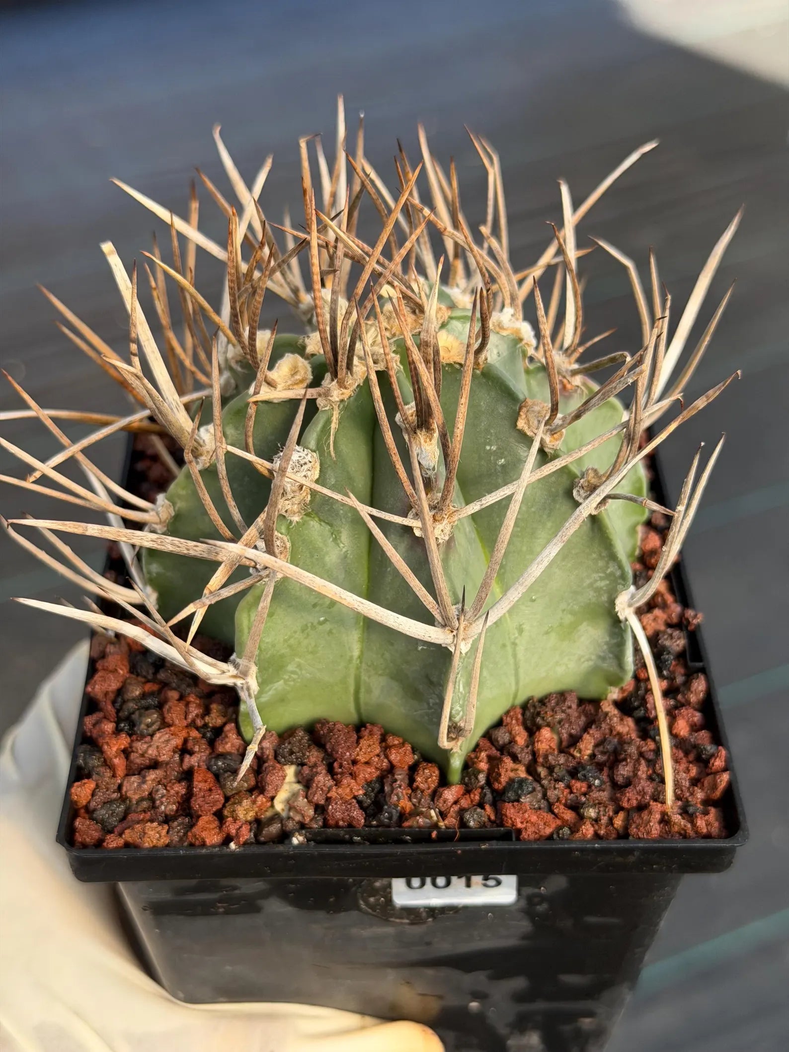 Astrophytum Capricorne Buffalo Thick Spine Rare Cactus – Seed Grown #769