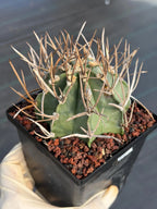 Astrophytum Capricorne Buffalo Thick Spine Rare Cactus – Seed Grown #769