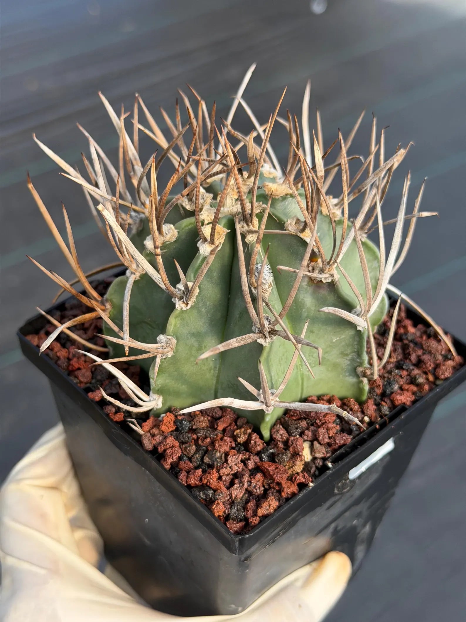 Astrophytum Capricorne Buffalo Thick Spine Rare Cactus – Seed Grown #769