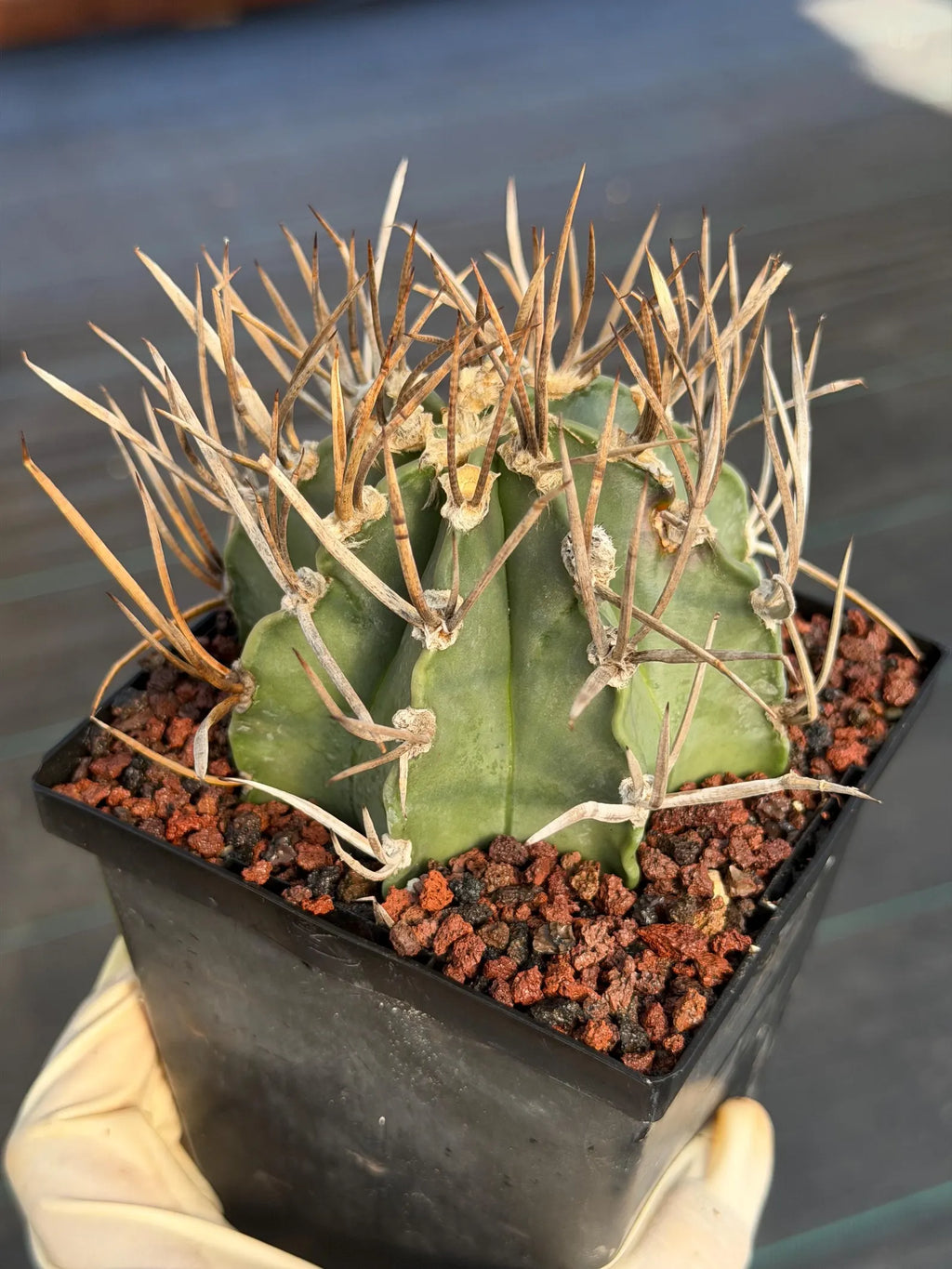 Astrophytum Capricorne Buffalo Thick Spine Rare Cactus – Seed Grown #769