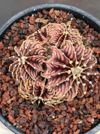 Gymnocalycium LB2178 Cluster #137 | Rare Collector Live Cactus