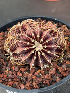 Gymnocalycium LB2178 Cluster #137 | Rare Collector Live Cactus