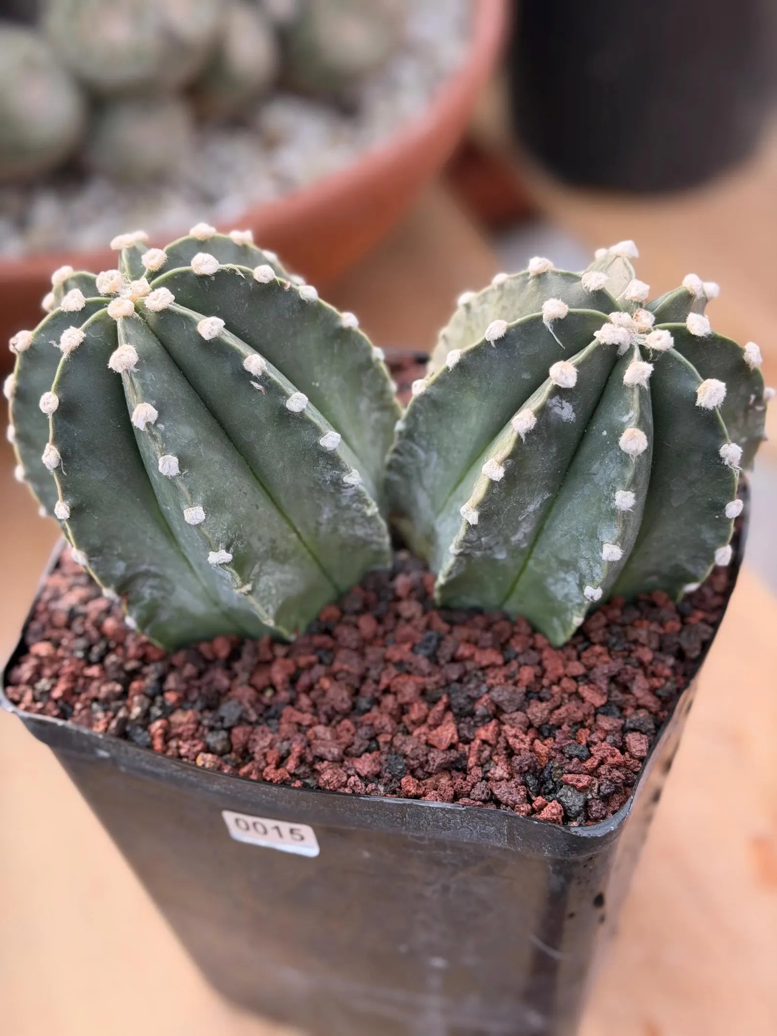 Astrophytum Capricorn Spineless Double Head #15