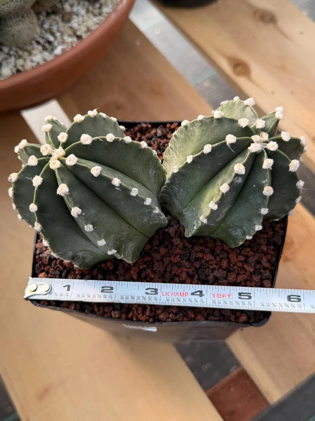 Astrophytum Capricorn Spineless Double Head #15