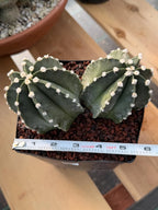 Astrophytum Capricorn Spineless Double Head #15