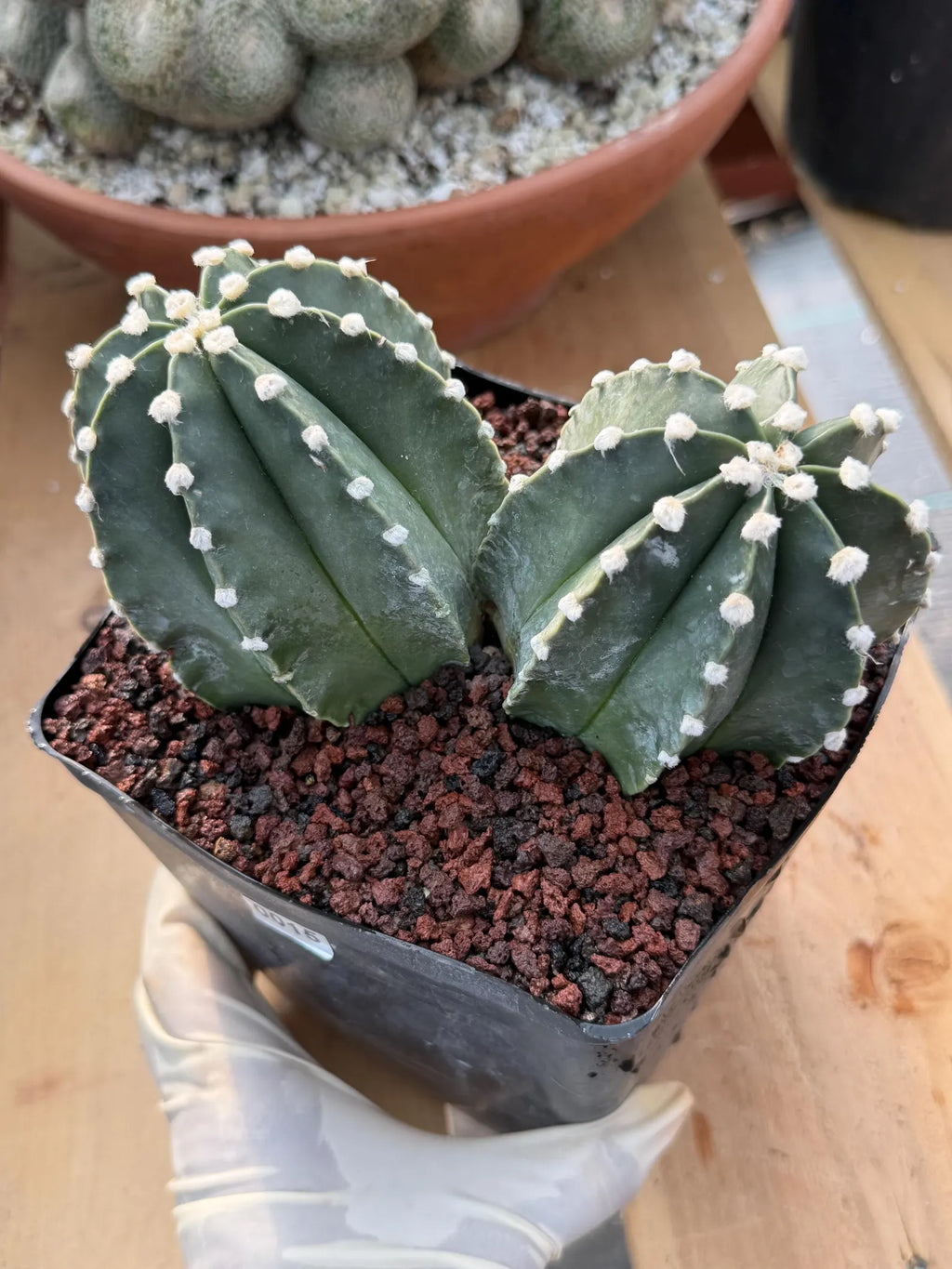 Astrophytum Capricorn Spineless Double Head #15