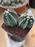 Astrophytum Capricorn Spineless Double Head #15