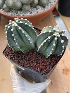 Astrophytum Capricorn Spineless Double Head #15
