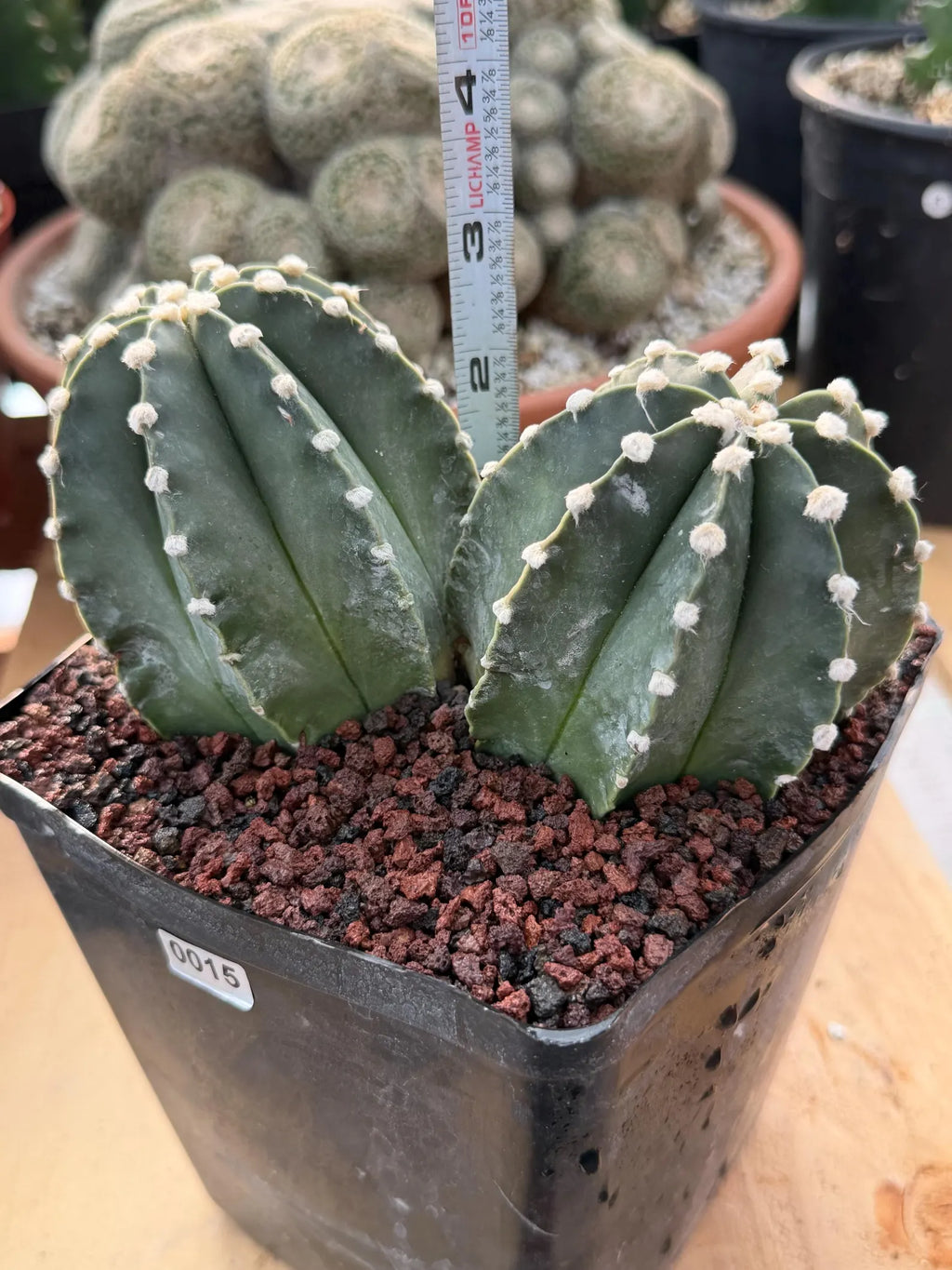 Astrophytum Capricorn Spineless Double Head #15
