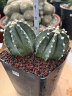 Astrophytum Capricorn Spineless Double Head #15