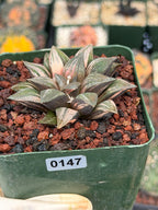 Variegated Haworthia Splendens | Rare Live Collector Succulent #147