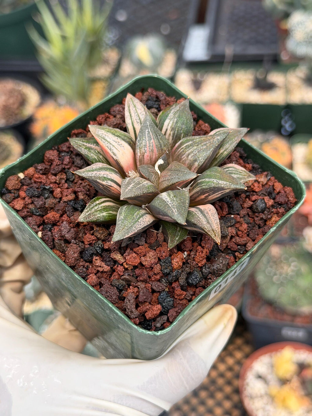 Variegated Haworthia Splendens | Rare Live Collector Succulent #147