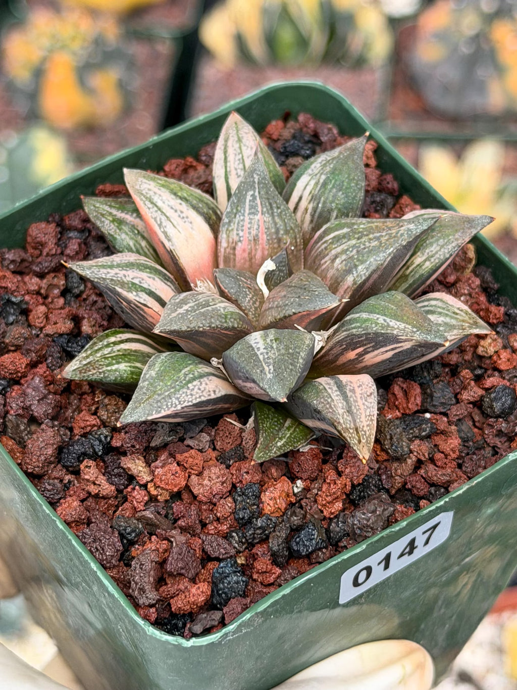 Variegated Haworthia Splendens | Rare Live Collector Succulent #147