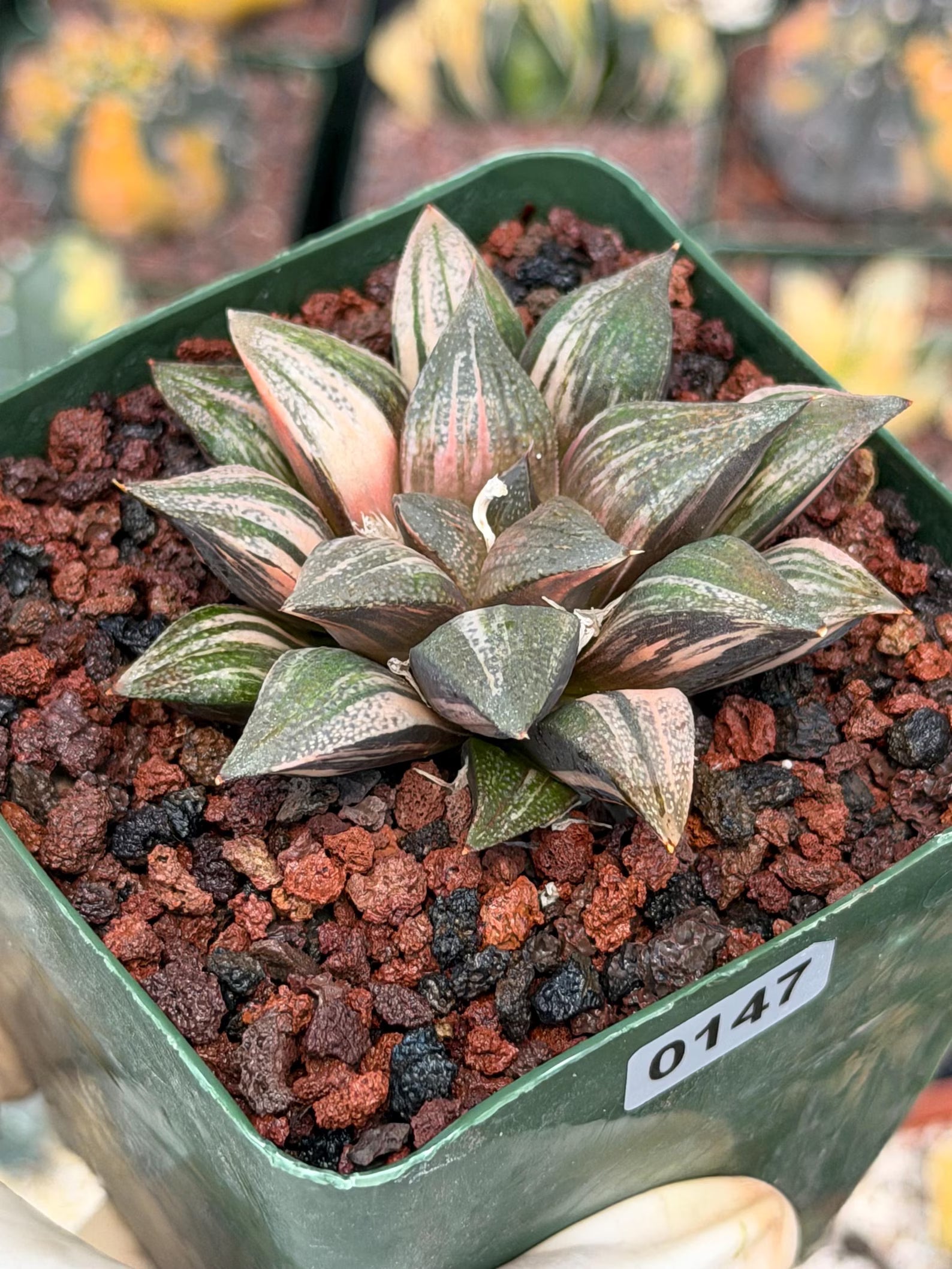 Variegated Haworthia Splendens | Rare Live Collector Succulent #147