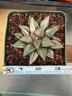 Variegated Haworthia Splendens | Rare Live Collector Succulent #147