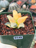 Variegated Haworthia Correcta | Rare Succulent | Live Plant with Yellow‑Orange Variegation