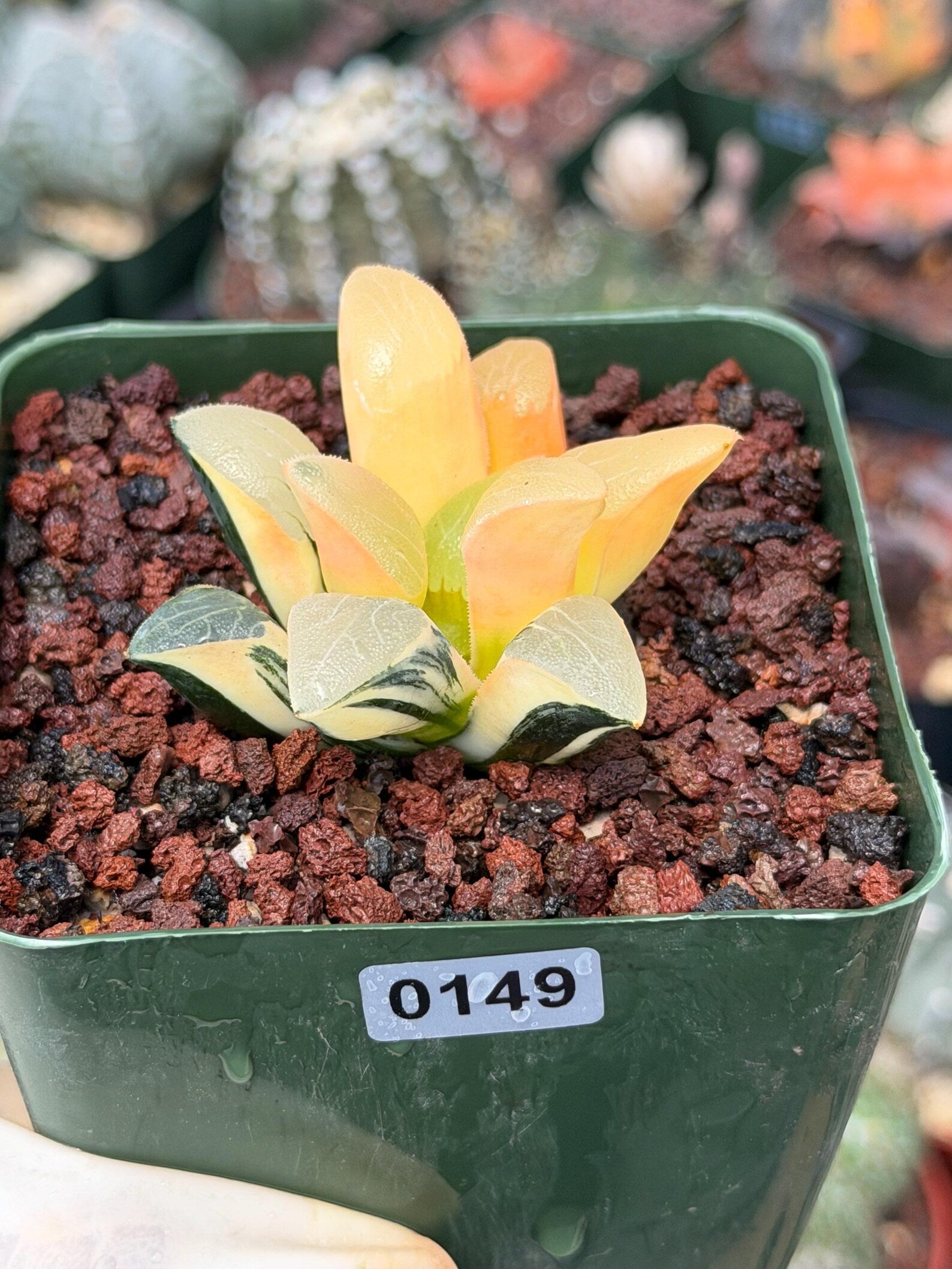 Variegated Haworthia Correcta | Rare Succulent | Live Plant with Yellow‑Orange Variegation