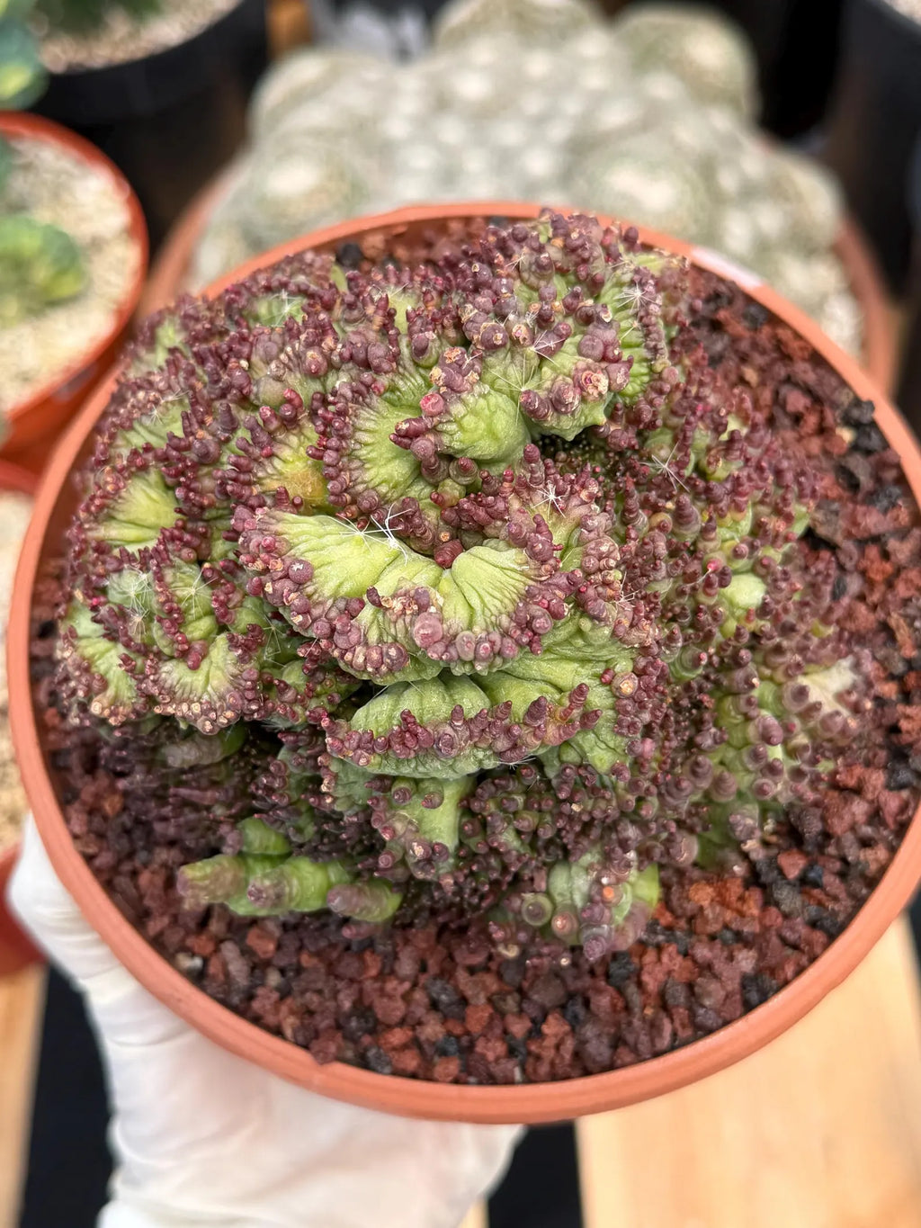 Crested Mammillaria bocasana cv. Fred | Rare Collector Cactus | Unique Live Succulent Plant