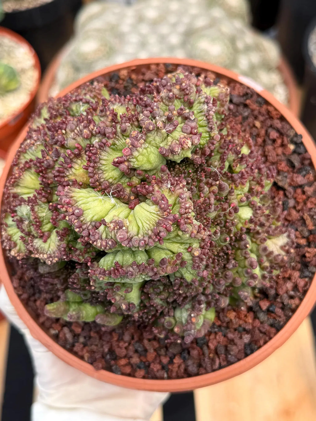 Crested Mammillaria bocasana cv. Fred | Rare Collector Cactus | Unique Live Succulent Plant