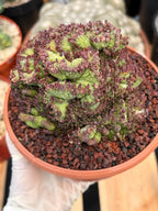 Crested Mammillaria bocasana cv. Fred | Rare Collector Cactus | Unique Live Succulent Plant