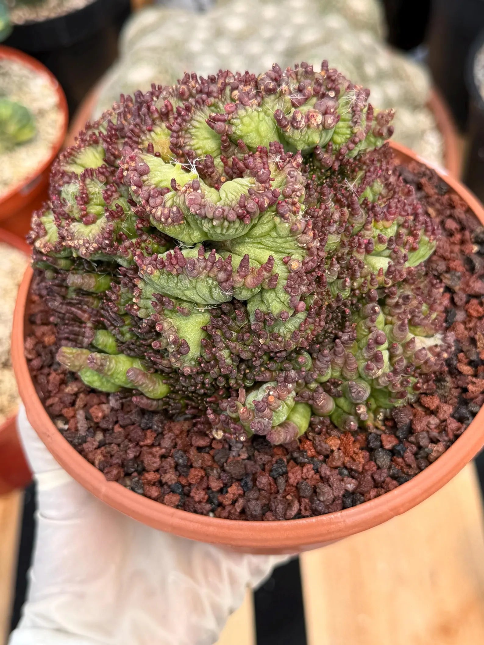 Crested Mammillaria bocasana cv. Fred | Rare Collector Cactus | Unique Live Succulent Plant