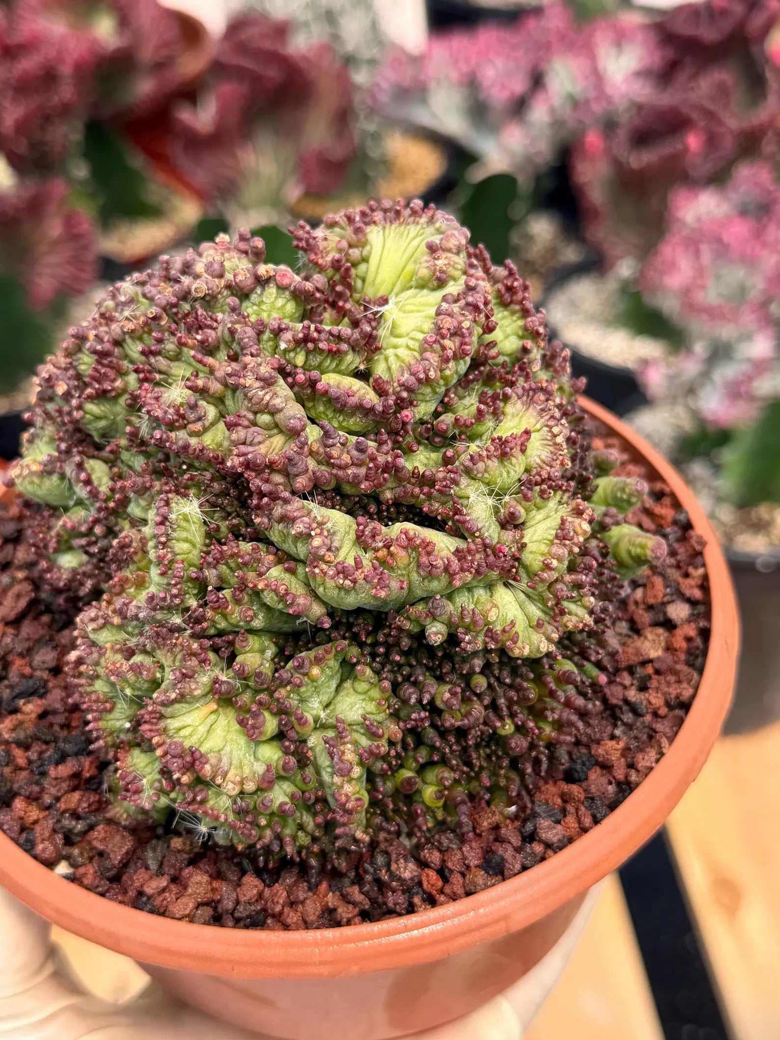 Crested Mammillaria bocasana cv. Fred | Rare Collector Cactus | Unique Live Succulent Plant