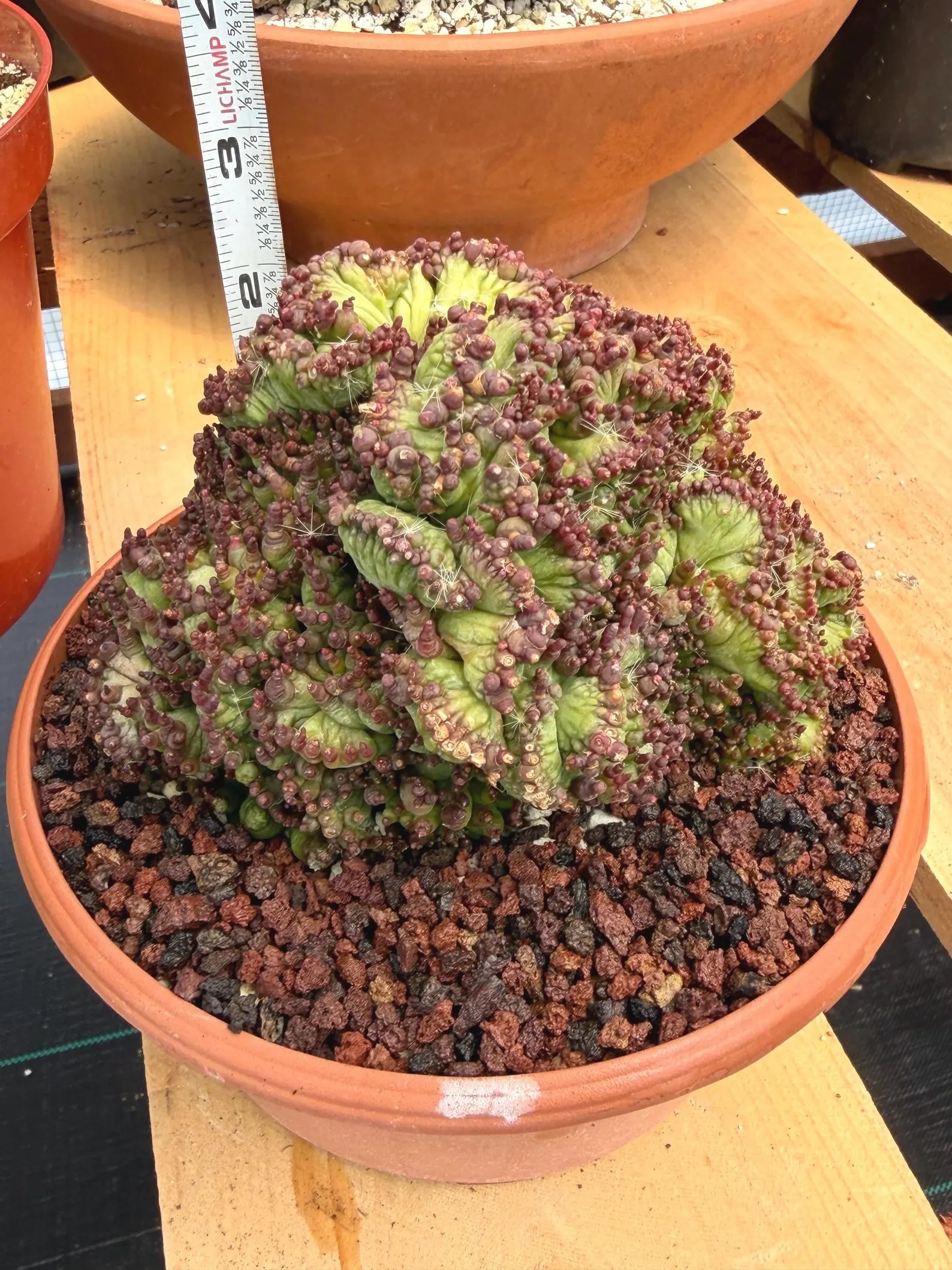 Crested Mammillaria bocasana cv. Fred | Rare Collector Cactus | Unique Live Succulent Plant