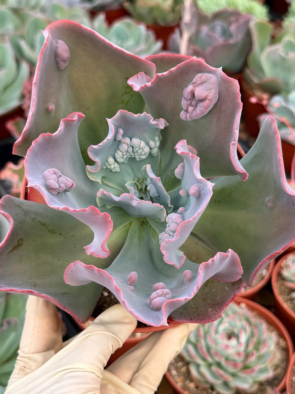 Echeveria Etna 6” | Large Live Succulent Plant