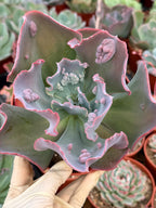 Echeveria Etna 6” | Large Live Succulent Plant