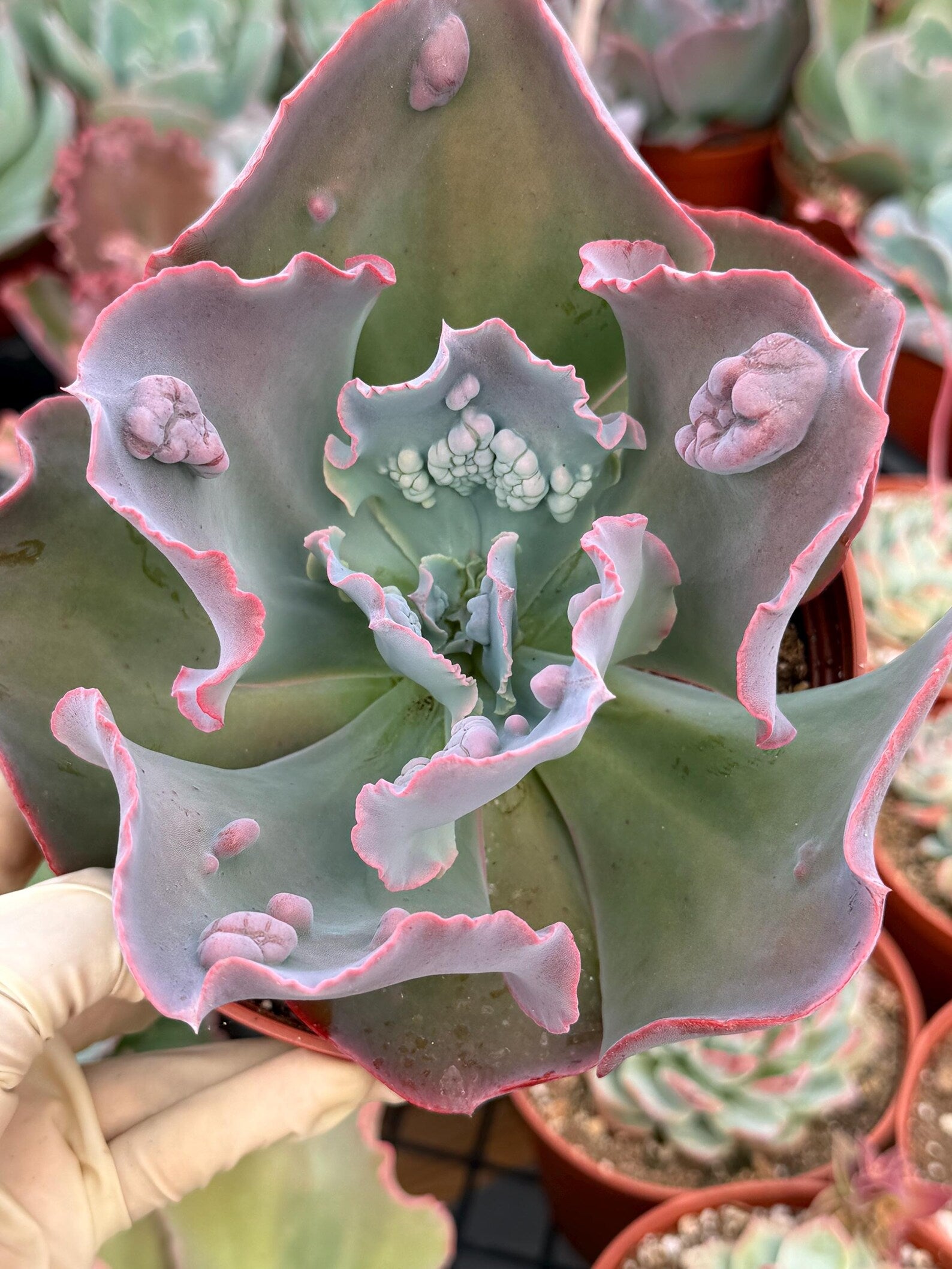 Echeveria Etna 6” | Large Live Succulent Plant
