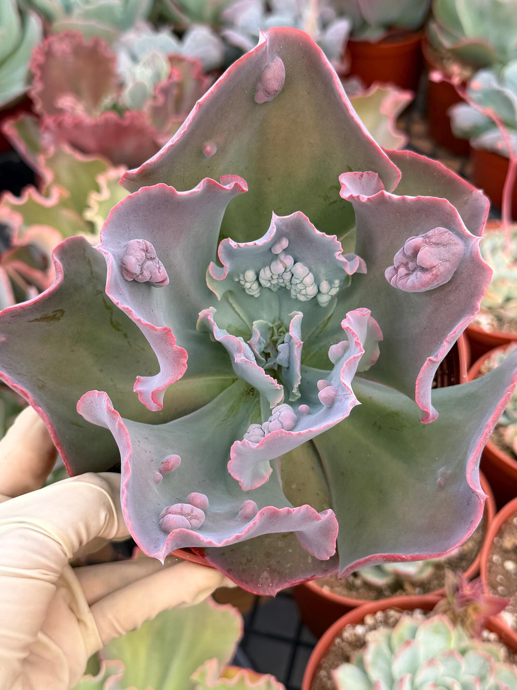 Echeveria Etna 6” | Large Live Succulent Plant