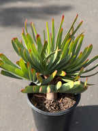 6 heads Tree Fan Aloe | Aloe Plicatilis Large Succulent | Rare Multi‑Head Tree Form Plant