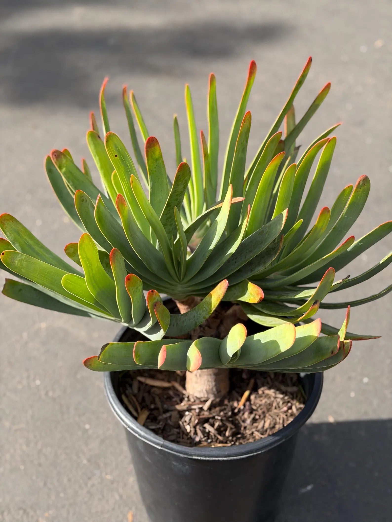 6 heads Tree Fan Aloe | Aloe Plicatilis Large Succulent | Rare Multi‑Head Tree Form Plant