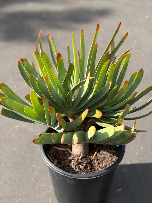 6 heads Tree Fan Aloe | Aloe Plicatilis Large Succulent | Rare Multi‑Head Tree Form Plant