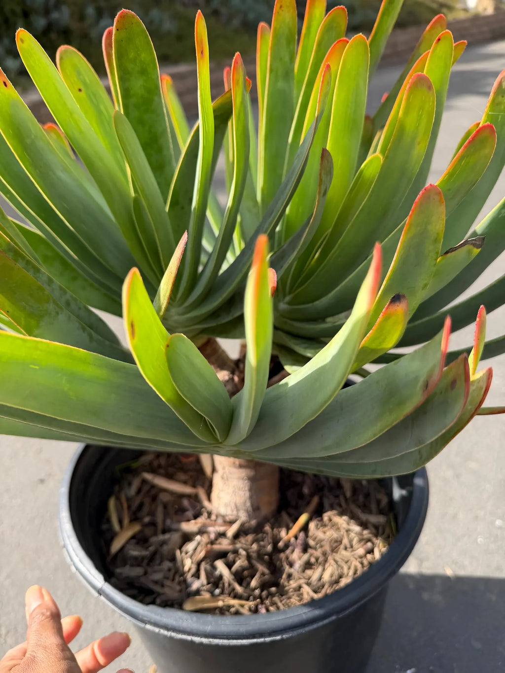 6 heads Tree Fan Aloe | Aloe Plicatilis Large Succulent | Rare Multi‑Head Tree Form Plant