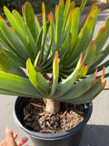 6 heads Tree Fan Aloe | Aloe Plicatilis Large Succulent | Rare Multi‑Head Tree Form Plant