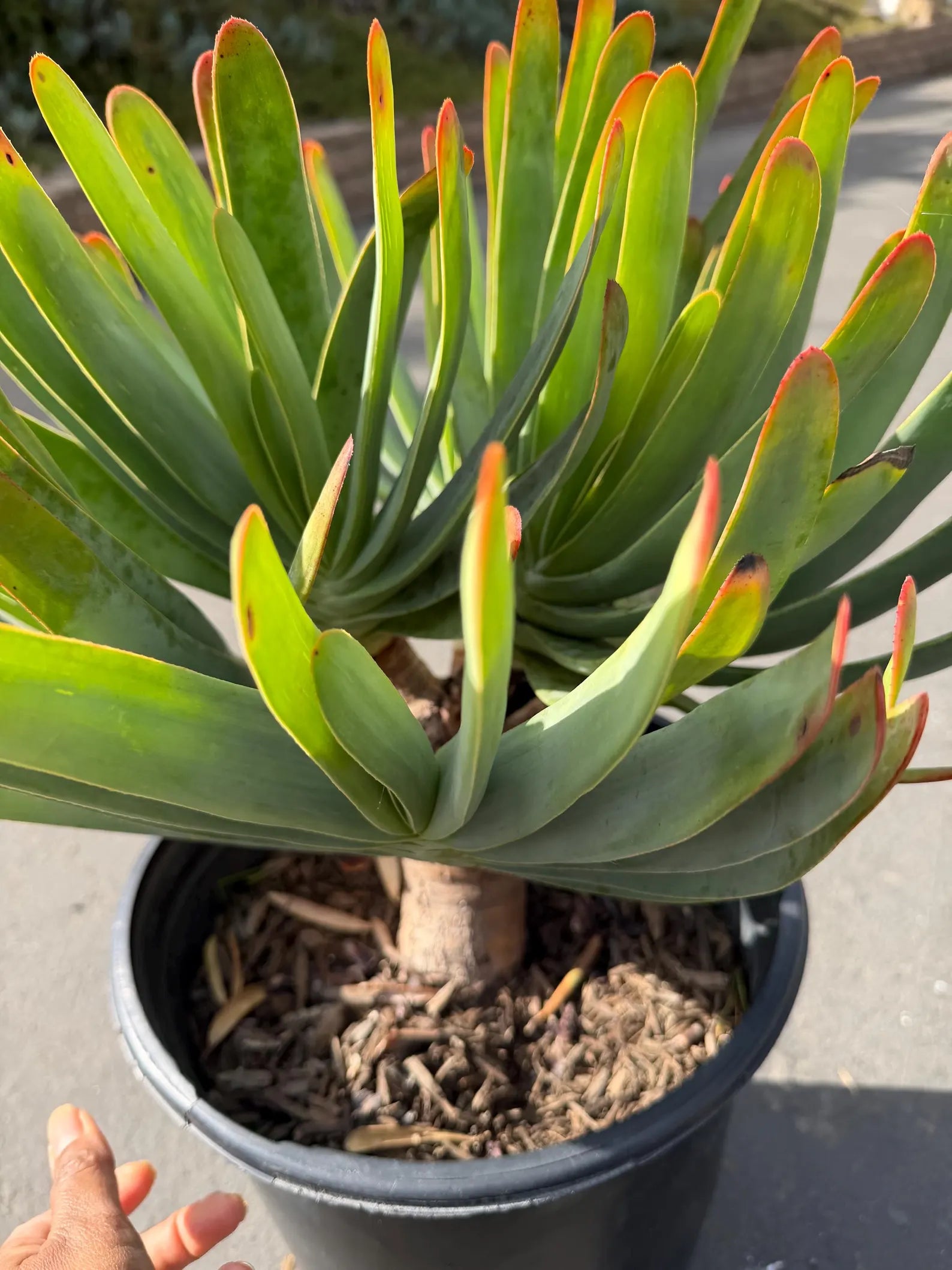 6 heads Tree Fan Aloe | Aloe Plicatilis Large Succulent | Rare Multi‑Head Tree Form Plant